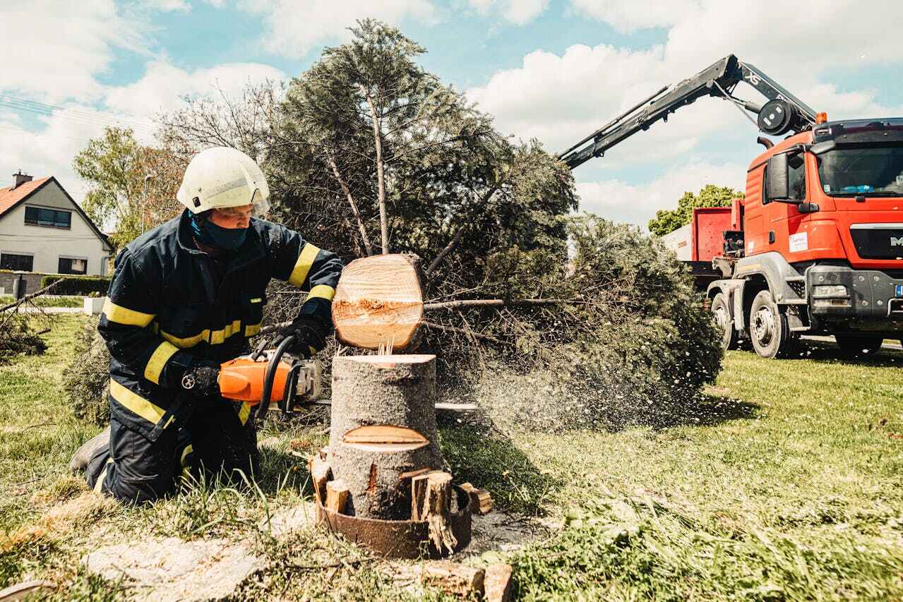 Best Tree Clearing Services  in Evart, MI